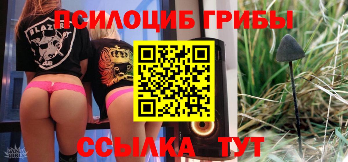 Борзя  Псилоцибиновые грибы Cubensis  Вход с VPN 
